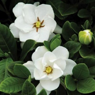 Gardenia Buttons Garden Plant