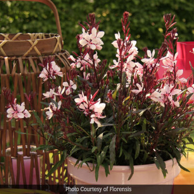 Gaudi Pink Wand Flower Garden Plant