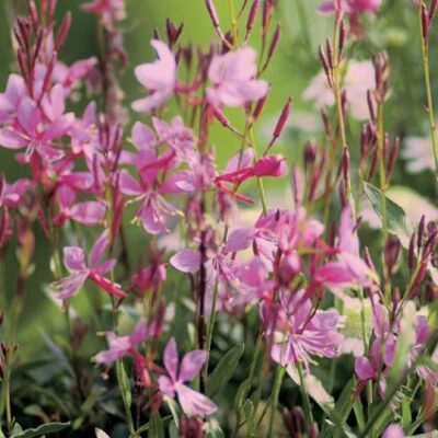 Gaura Karalee Petite Pink Garden Plant