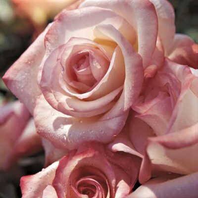 Gemini Hybrid Tea Rose Garden Plant