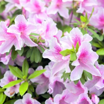 George L Taber Azalea Garden Plant