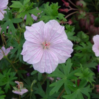 Geranium Sanguineum Striatum Garden Plant