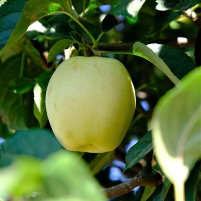 Ghost Apple Tree Garden Plant