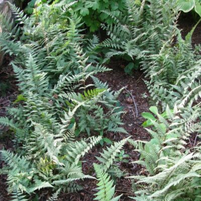 Ghost Fern Garden Plant