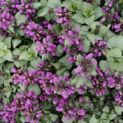 Ghost Lamium Garden Plant