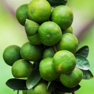 Giant Key Lime Garden Plant