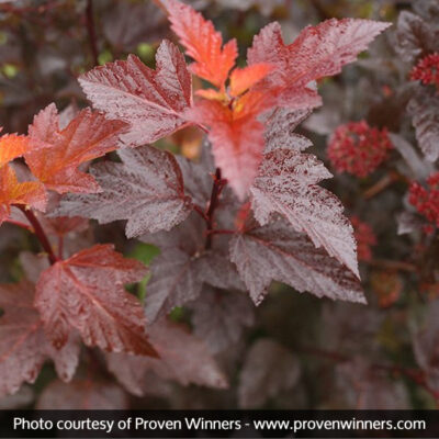 Ginger Wine Ninebark Garden Plant