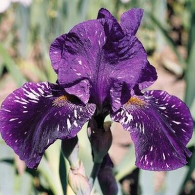 Gnu Again Tall Bearded Iris Garden Plant