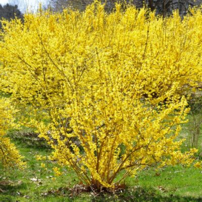 Gold Cluster Forsythia Garden Plant