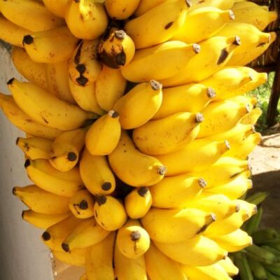 Gold Finger Banana Garden Plant