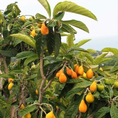 Gold Nugget Loquat Garden Plant