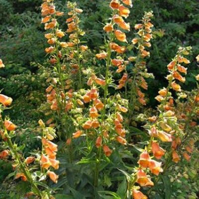 Goldcrest Foxglove Garden Plant