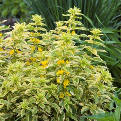 Golden Alexander Sundrops Garden Plant