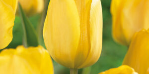 Golden Apeldoorn Tulip Bulb Garden Plant