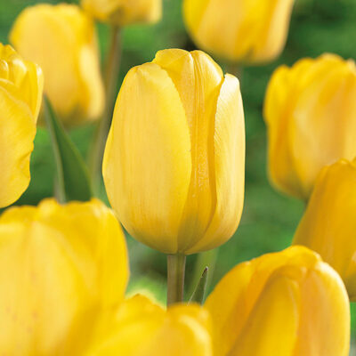 Golden Apeldoorn Tulip Bulb Garden Plant