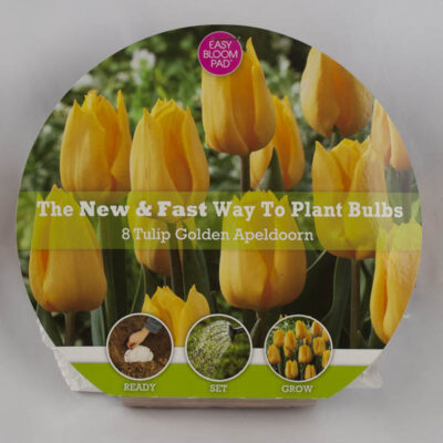 Golden Apeldoorn Tulip Easy Bloom Pad Garden Plant