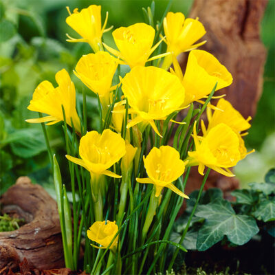 Golden Bells Daffodil Garden Plant