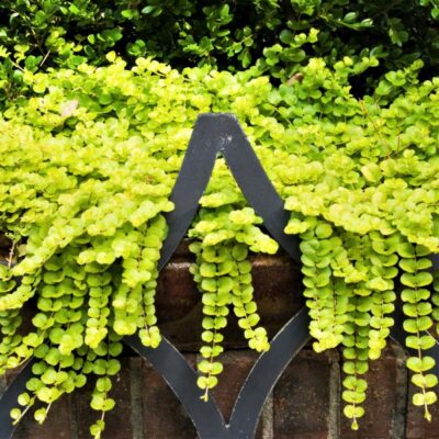 Golden Creeping Jenny Garden Plant