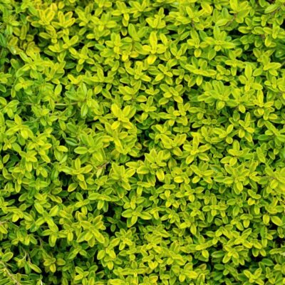 Golden Creeping Thyme Garden Plant