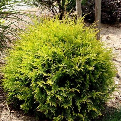 Golden Globe Arborvitae Garden Plant