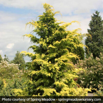 Golden Hinoki False Cypress Garden Plant