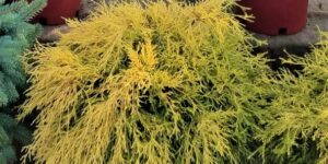 Golden Mop False Cypress Garden Plant