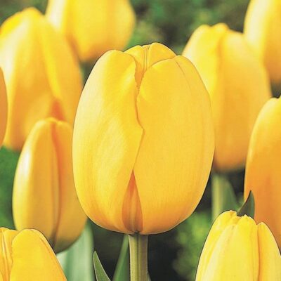 Golden Parade Tulip Garden Plant