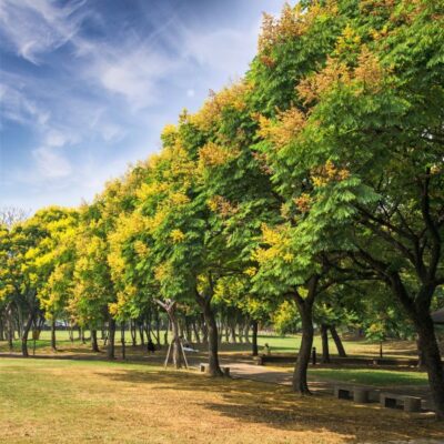 Golden Rain Tree Garden Plant