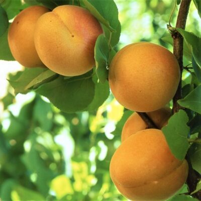Golden Sweet Apricot Garden Plant