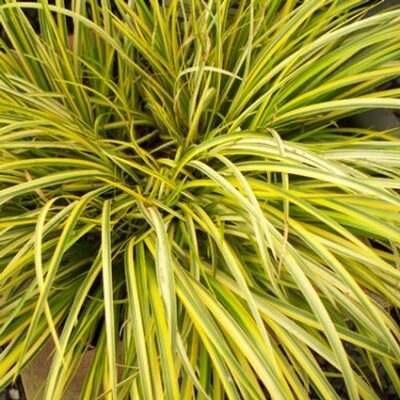 Golden Variegated Sweet Flag Grass Garden Plant