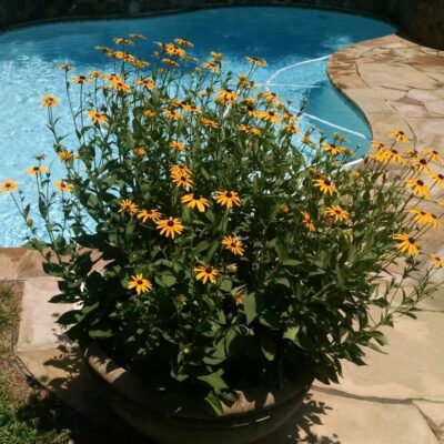 Goldsturm Black-Eyed Susan Garden Plant