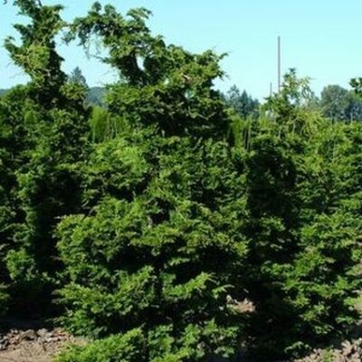 Gracilis False Cypress Garden Plant