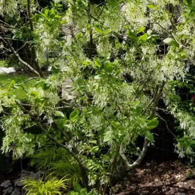Grancy Greybeard Tree Garden Plant