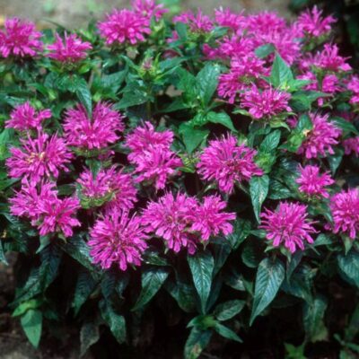 Grand Parade Bee Balm Garden Plant