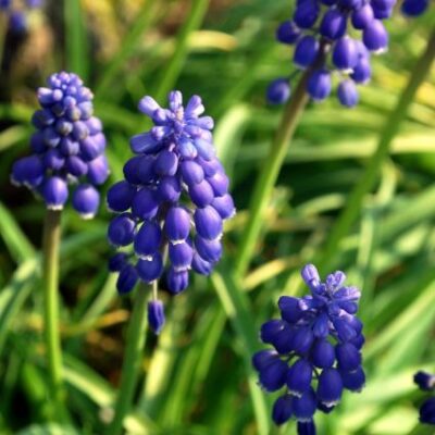 Grape Hyacinth Garden Plant