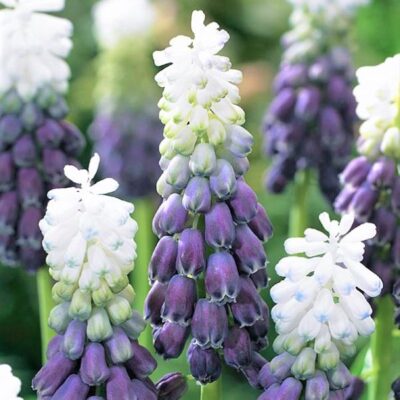 Grape Ice Hyacinth Garden Plant