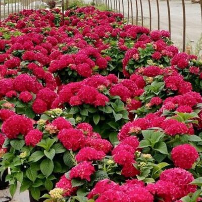 Grateful Red Hydrangea Garden Plant