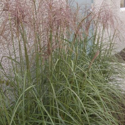 Graziella Maiden Grass Garden Plant