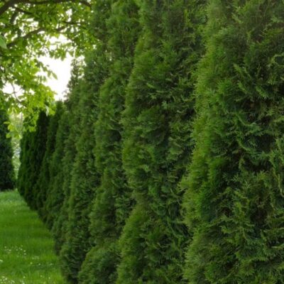 Green Giant Arborvitae Garden Plant