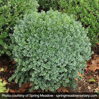 Green Ice Boxwood Garden Plant