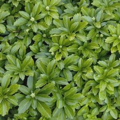 Green Sheen Japanese Spurge Garden Plant