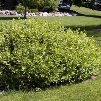 Gro-Low Sumac Garden Plant