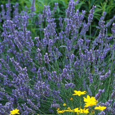 Grosso Lavender Garden Plant