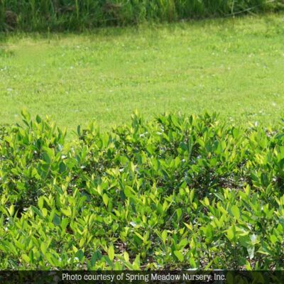 Ground Hog Aronia Garden Plant