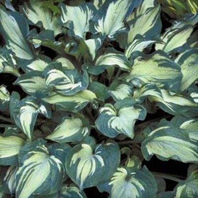 Guardian Angel Hosta Garden Plant