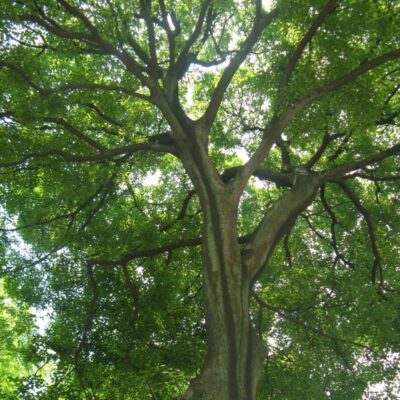 Hackberry Tree Garden Plant