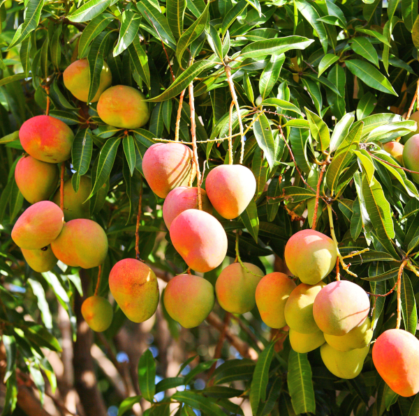 Haden Mango Tree Garden Plant