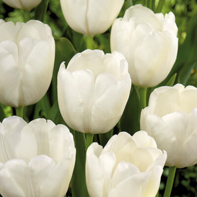 Hakuun Tulip Bulb Garden Plant