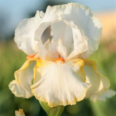 Halloween Halo Tall Bearded Iris Garden Plant