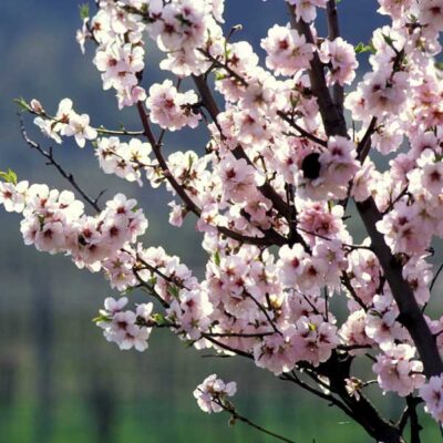 Hall's Hardy Almond Tree Garden Plant